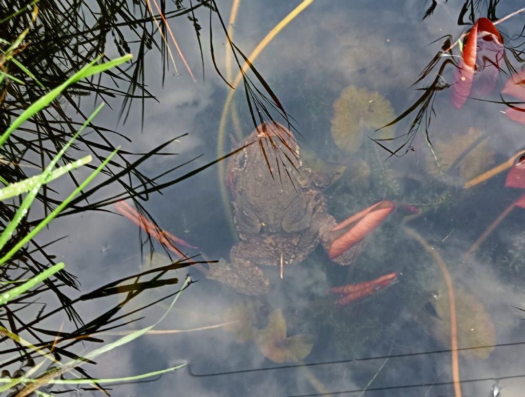 Piccolo stagno nel giardino