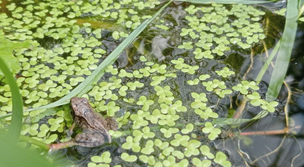 Piccolo stagno nel giardino