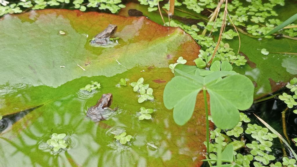 Piccolo stagno nel giardino