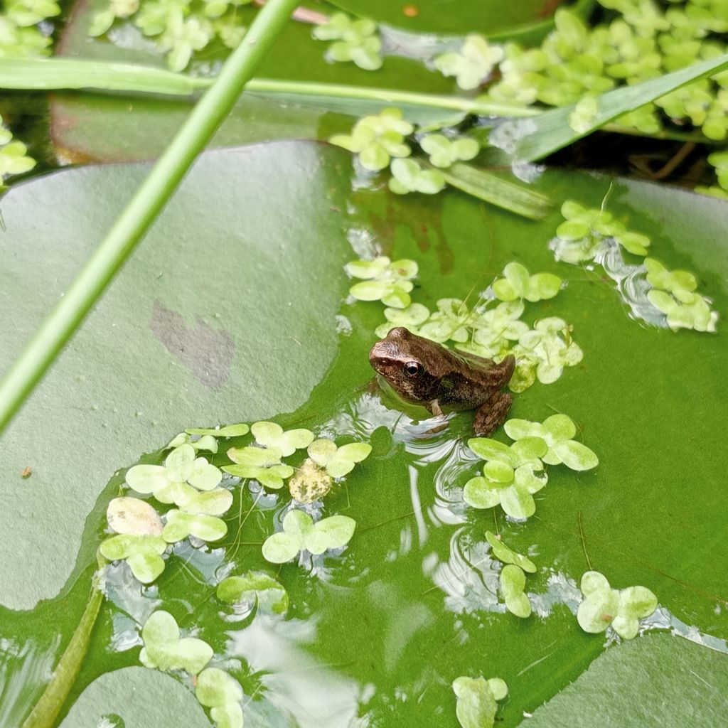 Piccolo stagno nel giardino