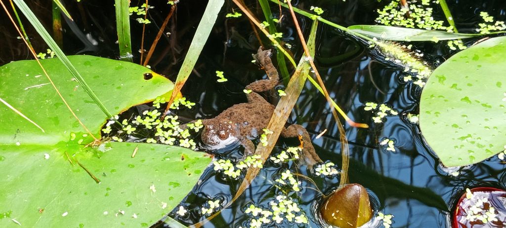 Piccolo stagno nel giardino