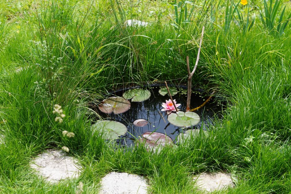 Piccolo stagno nel giardino