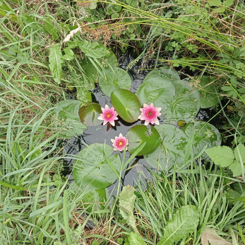 Piccolo stagno nel giardino