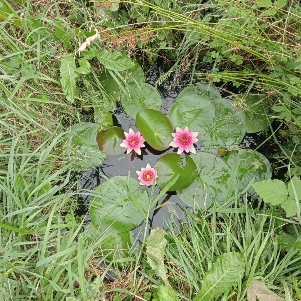 Piccolo stagno nel giardino