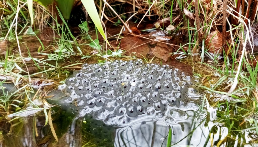 Piccolo stagno nel giardino