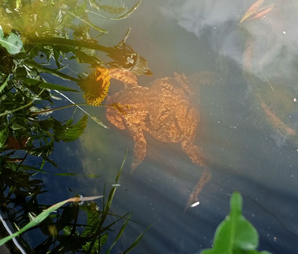 Piccolo stagno nel giardino