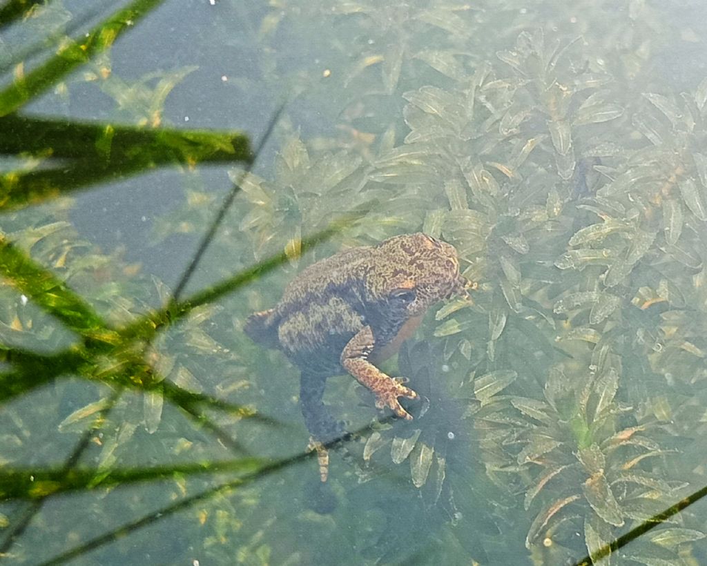 Piccolo stagno nel giardino