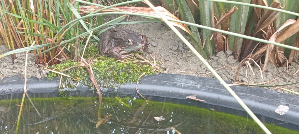 Piccolo stagno nel giardino