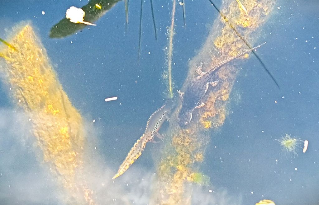 Piccolo stagno nel giardino