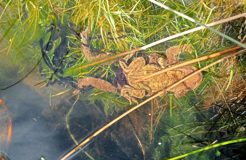 Piccolo stagno nel giardino