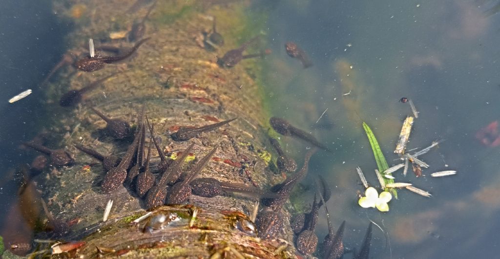 Piccolo stagno nel giardino