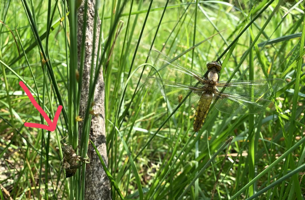 Piccolo stagno nel giardino