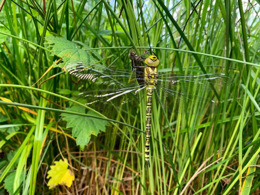 Piccolo stagno nel giardino