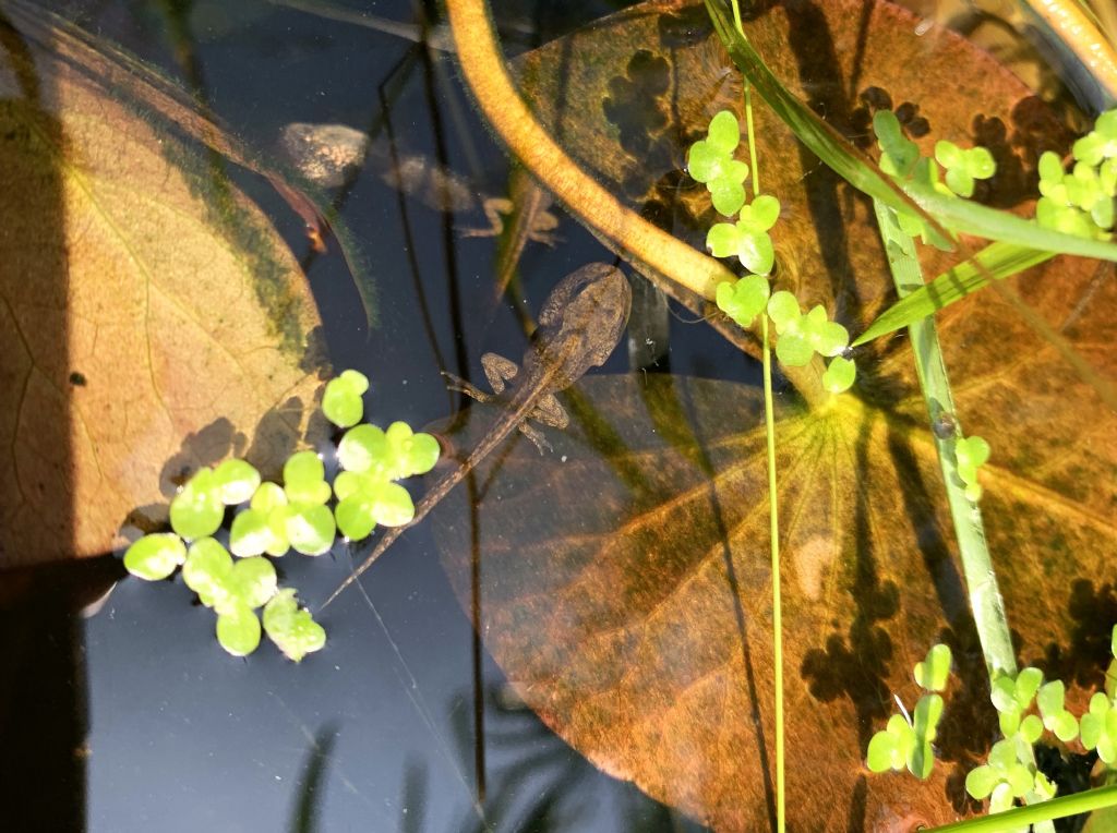 Piccolo stagno nel giardino