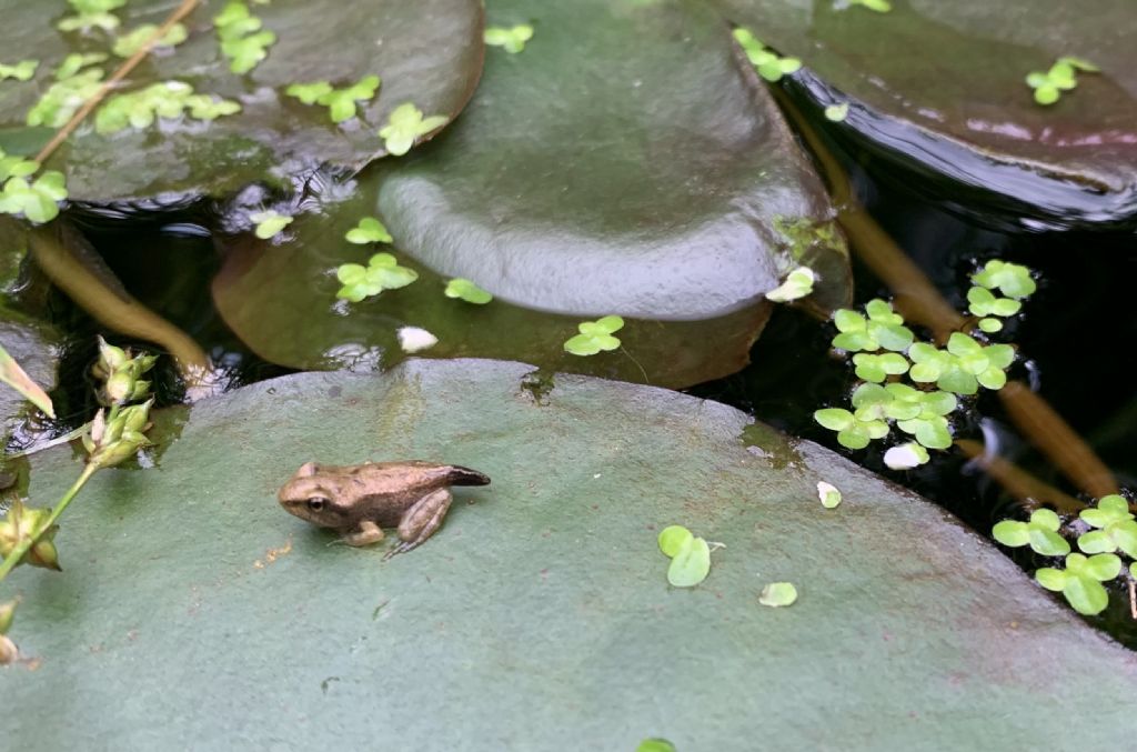 Piccolo stagno nel giardino
