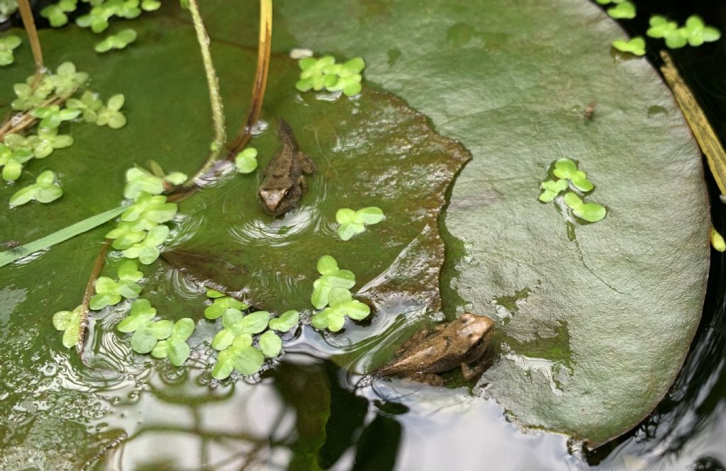 Piccolo stagno nel giardino