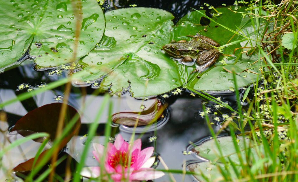 Piccolo stagno nel giardino