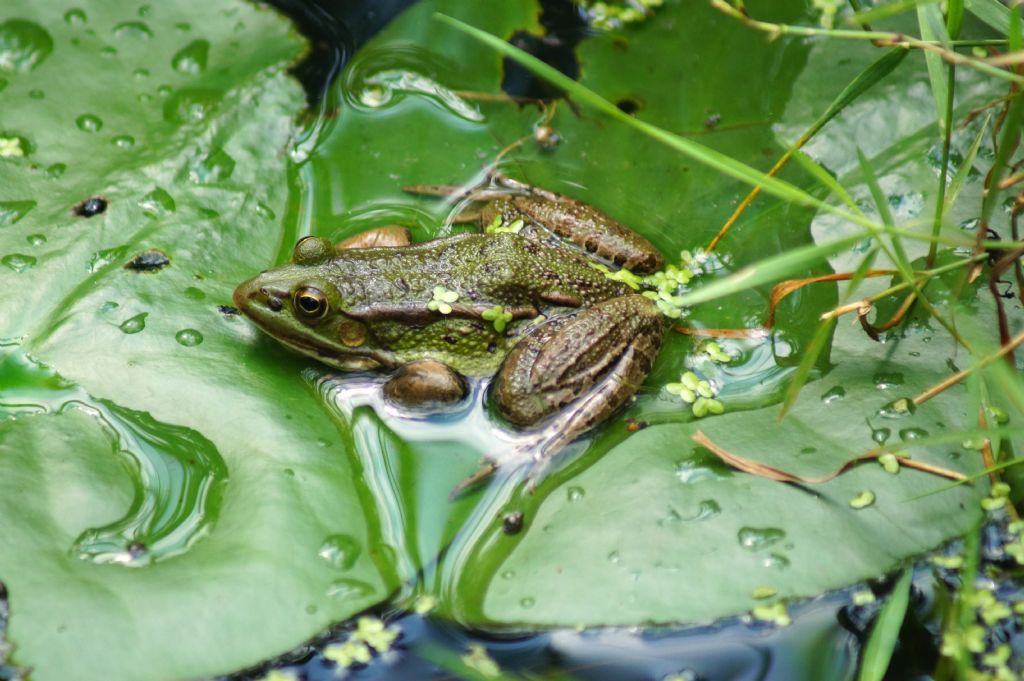 Piccolo stagno nel giardino