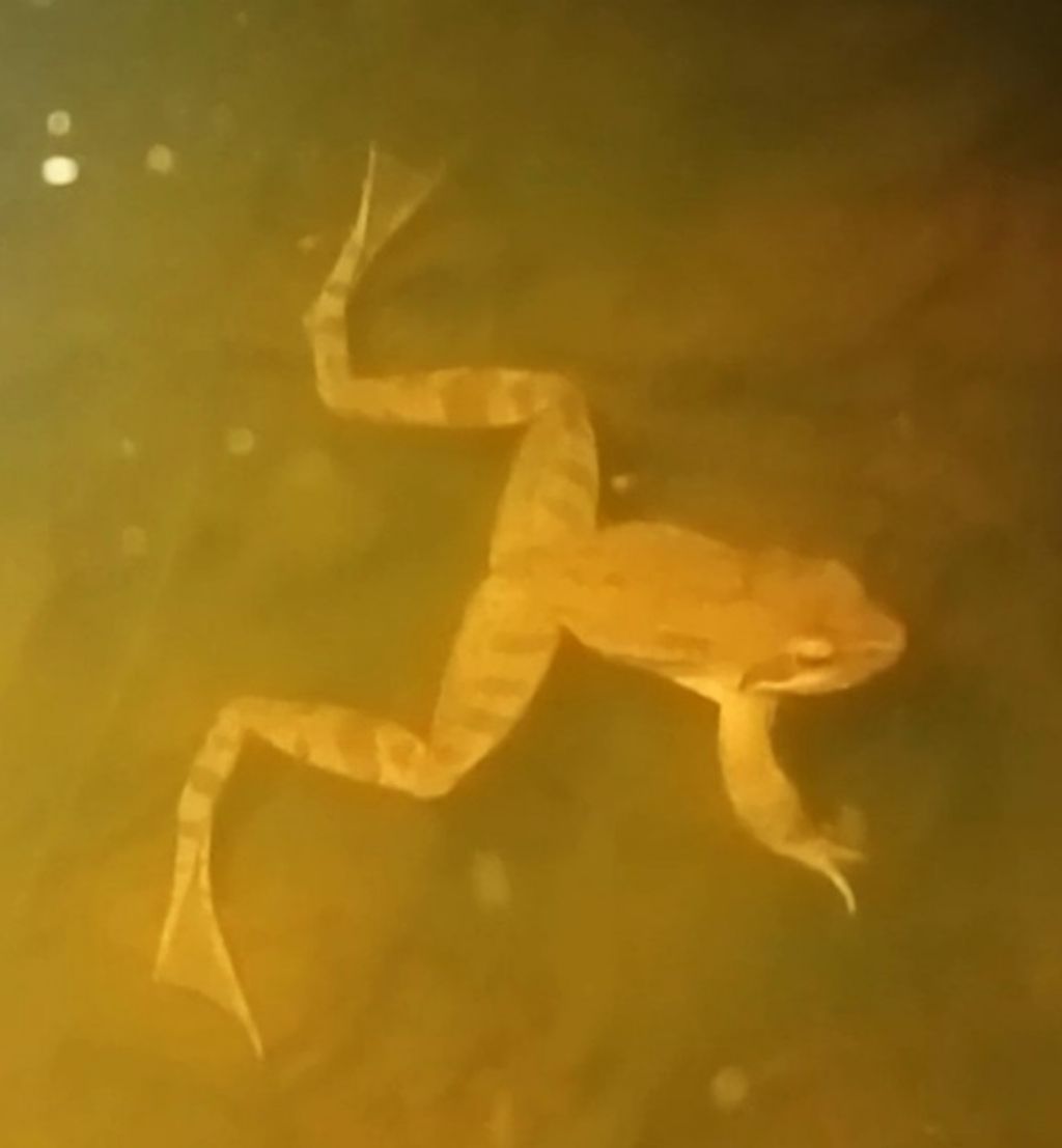 Piccolo stagno nel giardino