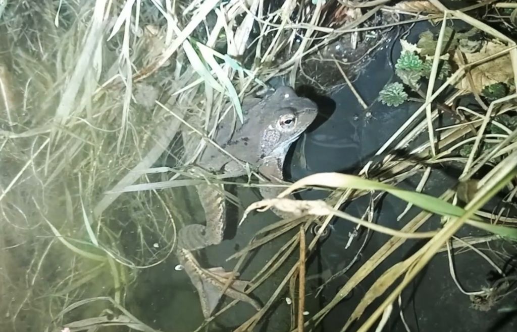 Piccolo stagno nel giardino