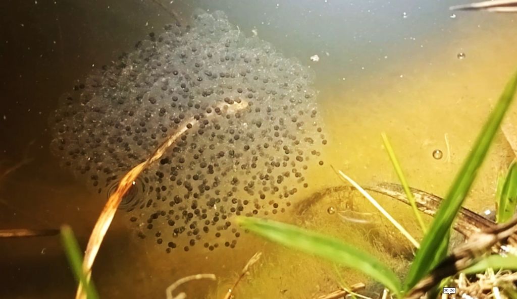 Piccolo stagno nel giardino