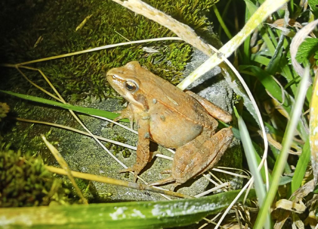 Piccolo laghetto in argilla