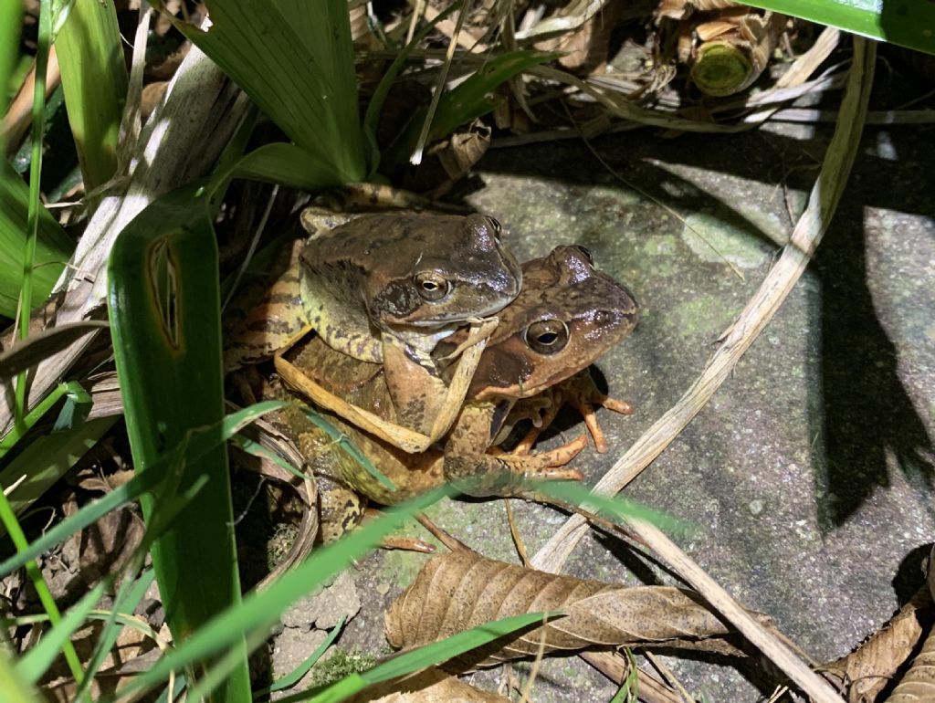 Piccolo stagno nel giardino