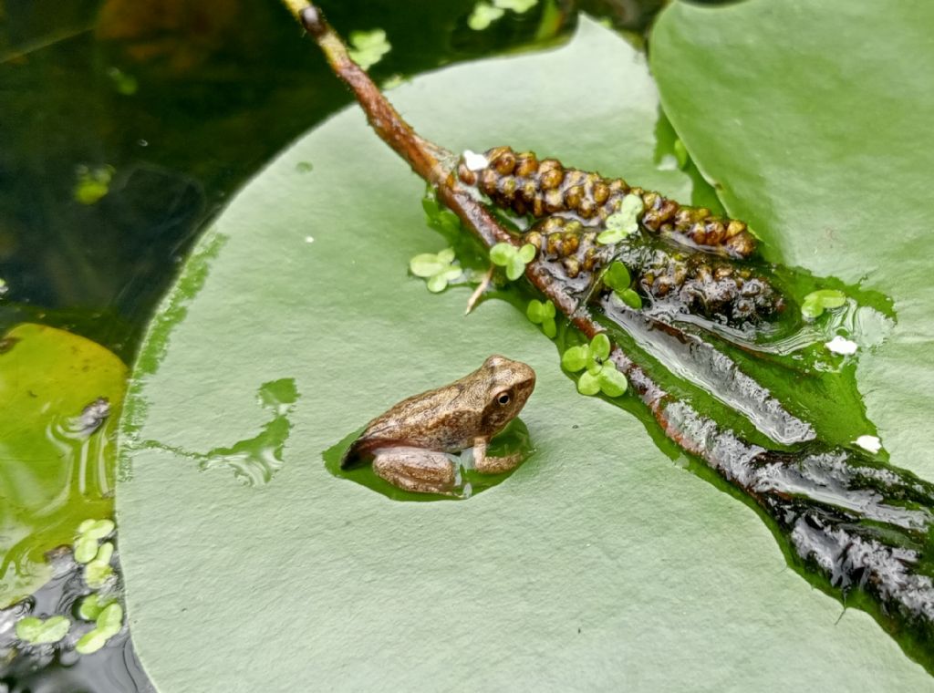 Piccolo stagno nel giardino