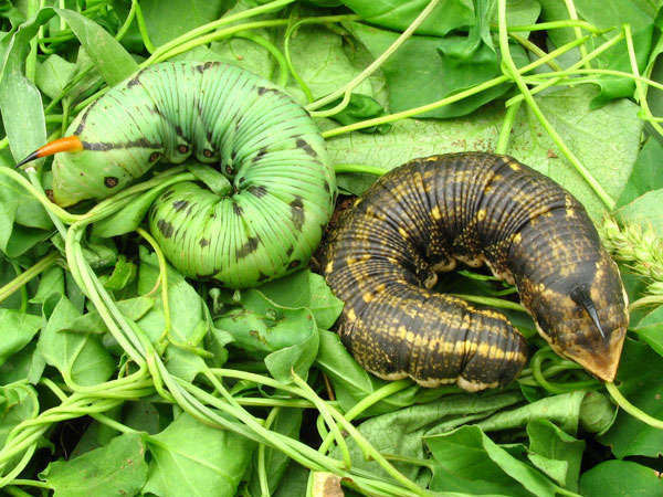 Bruchi di Sfinge del Convonvolo (Agrius convolvuli)