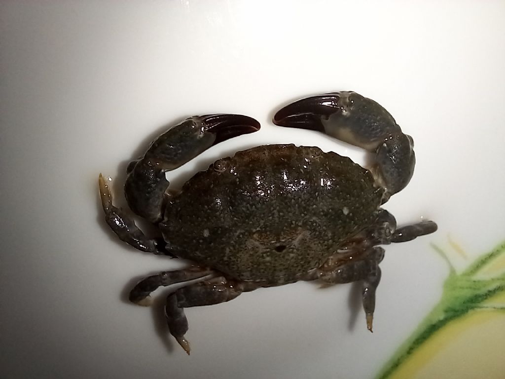 Identificazione Granchio di Mare
