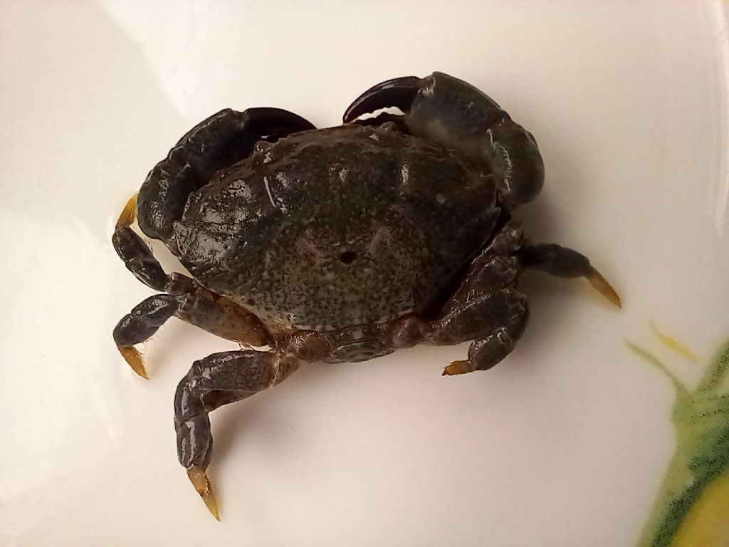 Identificazione Granchio di Mare