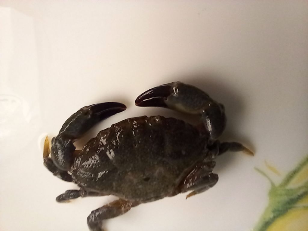 Identificazione Granchio di Mare