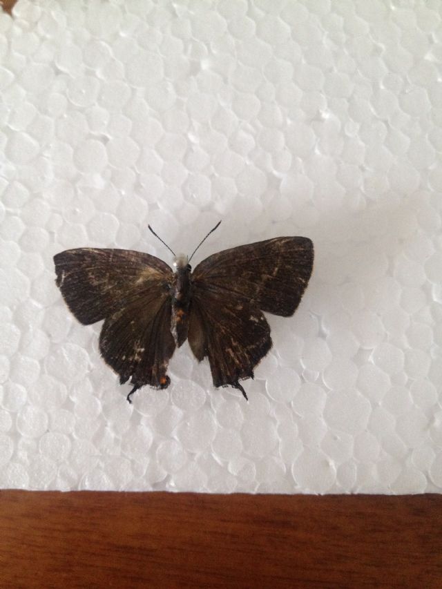 Identificazione lepidottero