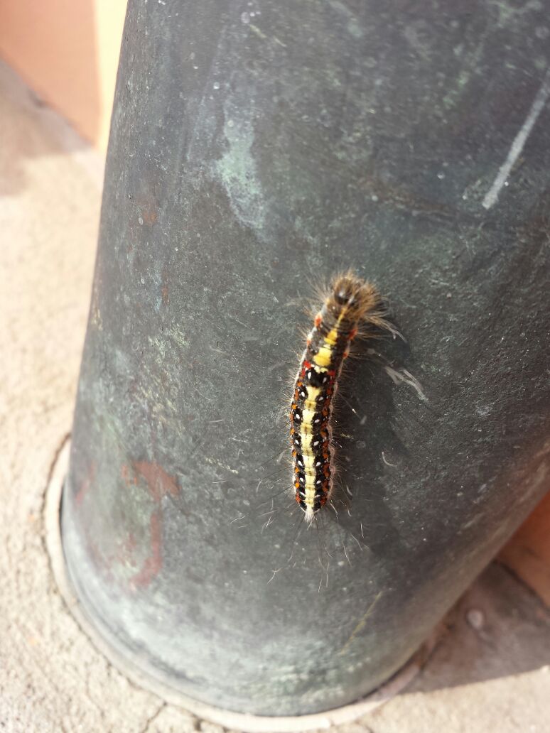 Identificazione bruco -  Acronicta tridens