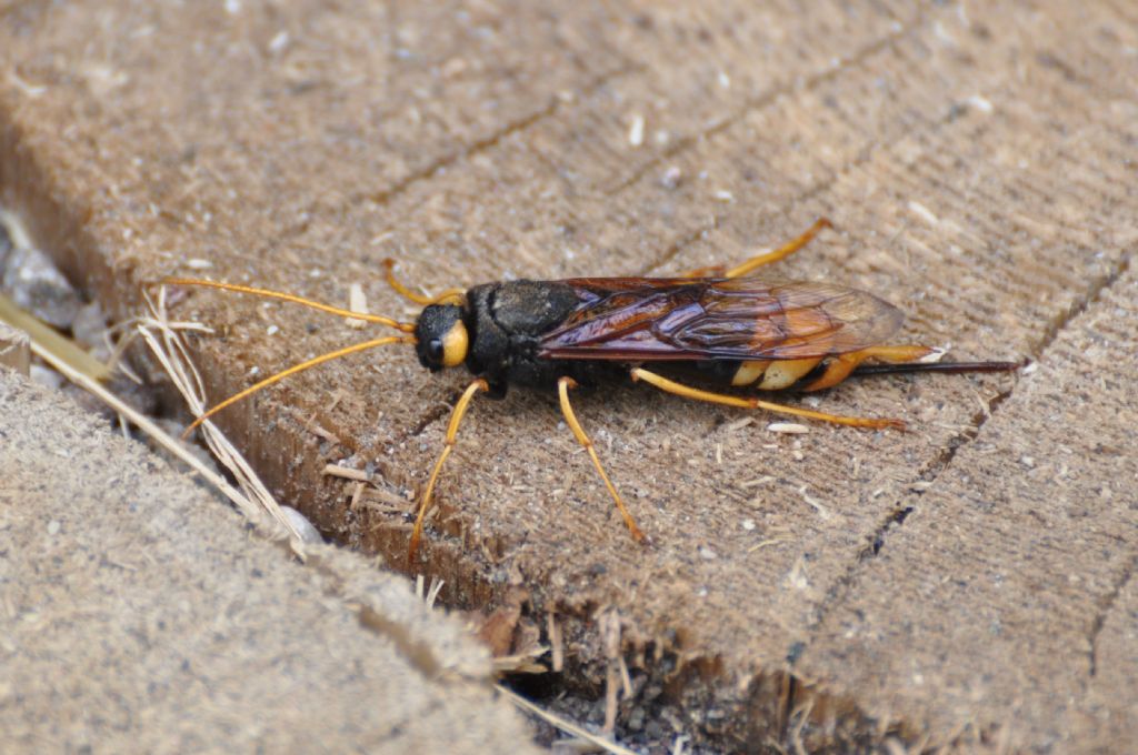 Siricidae:  Urocerus gigas?  S, femmina