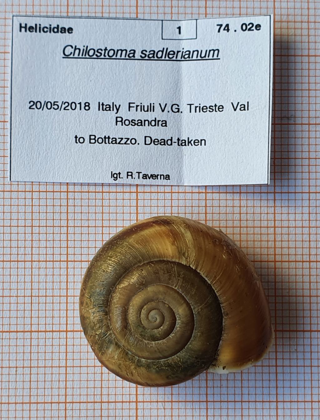 Chilostoma sadlerianum