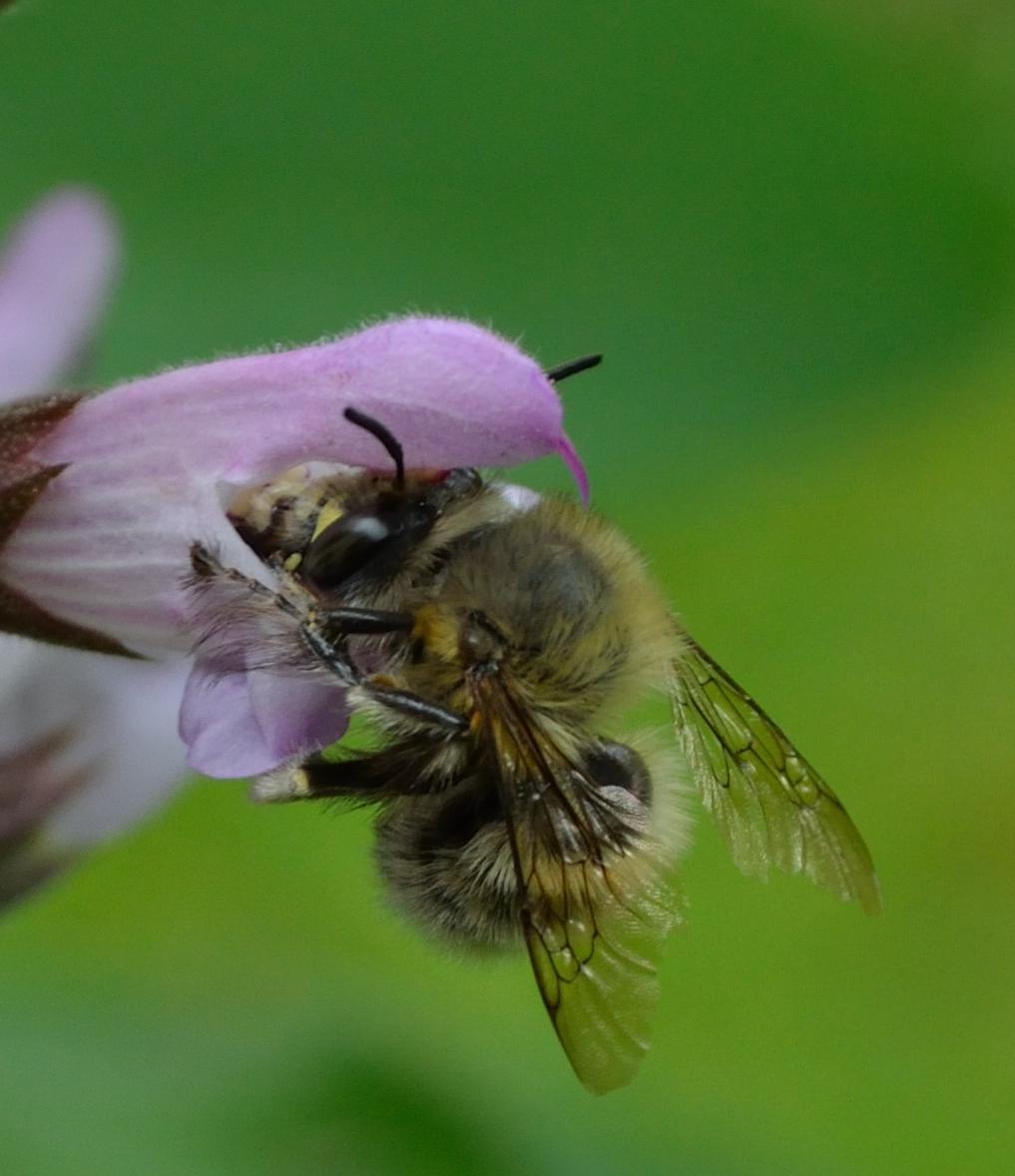 Anthophora plumipes