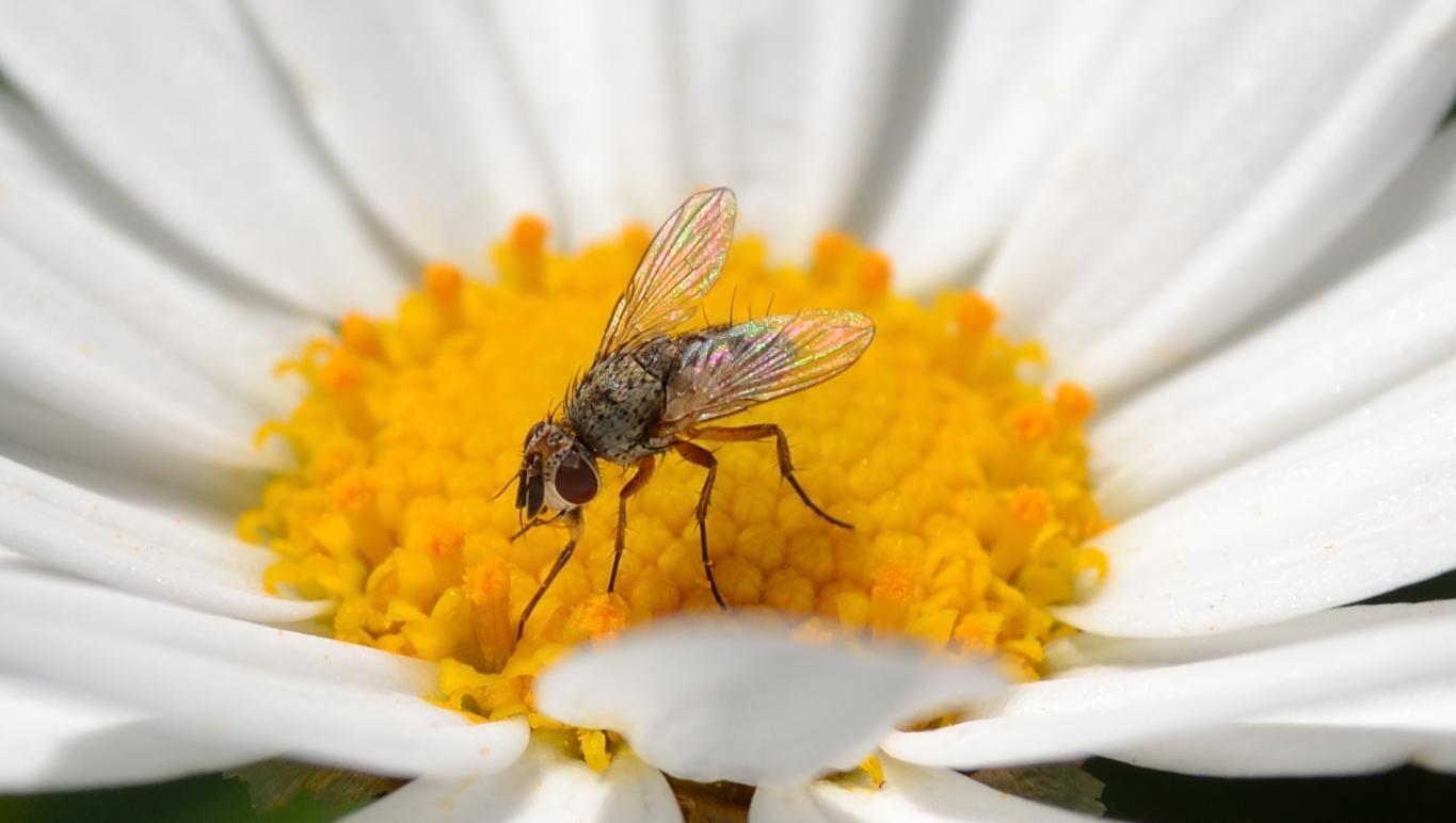 Piccolo Tachinide, sottofam. Dexiinae