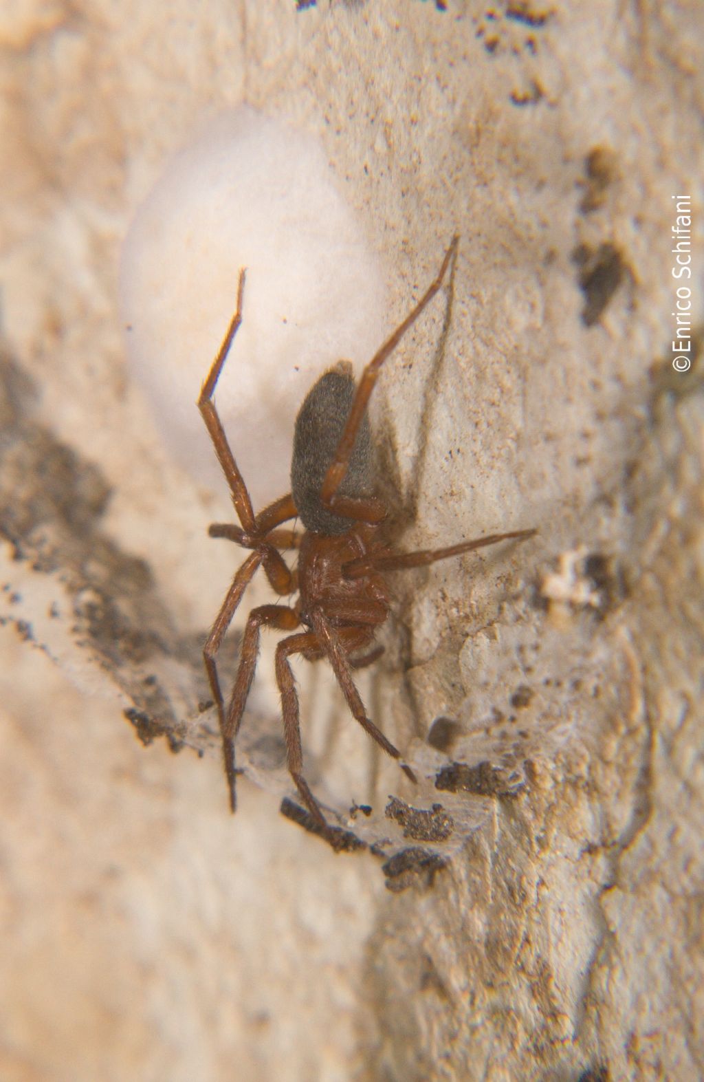 Mesiotelus sp. - Bosco della Ficuzza (PA)