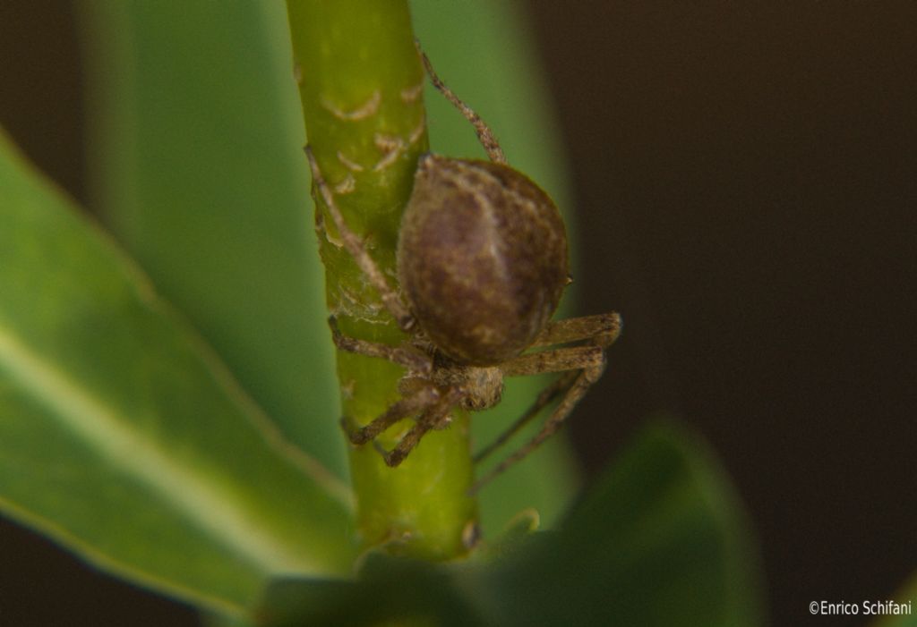Philodromus sp. - Bosco della Ficuzza (PA)