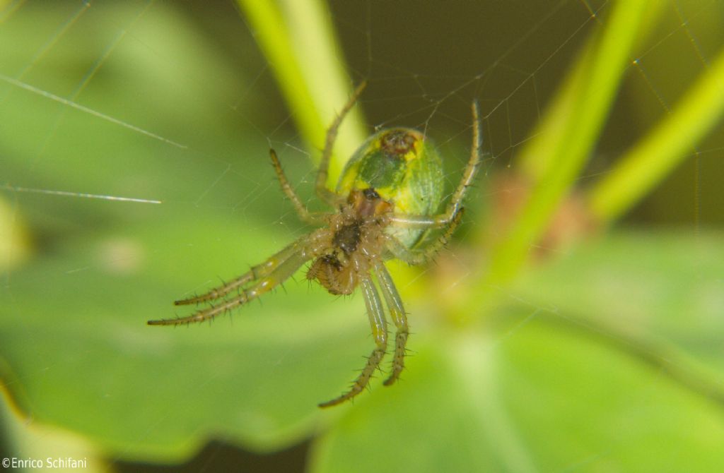 Araniella sp. - Ficuzza (PA)