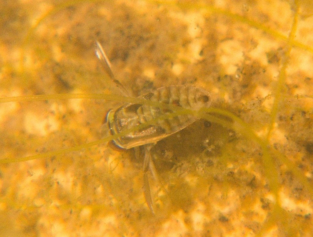 Corixidae ninfa