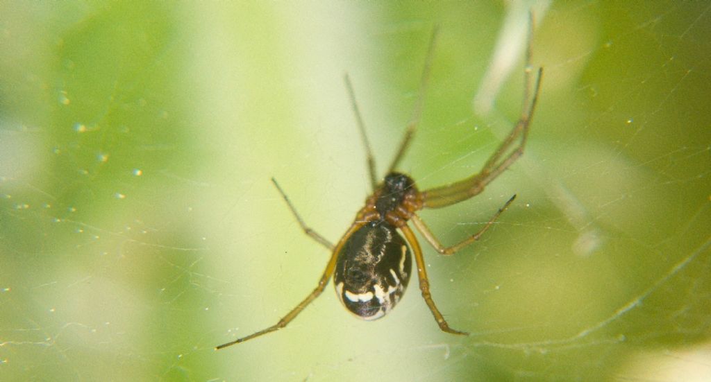Frontinellina frutetorum - Monte Pellegrino (PA)