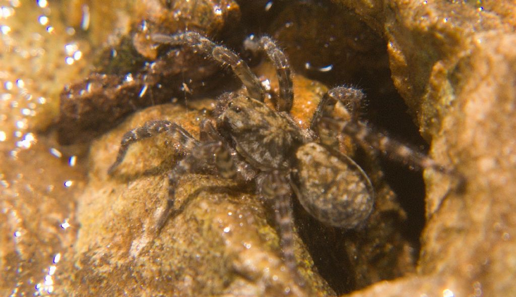 Arctosa lacustris - Monte Pellegrino (PA)