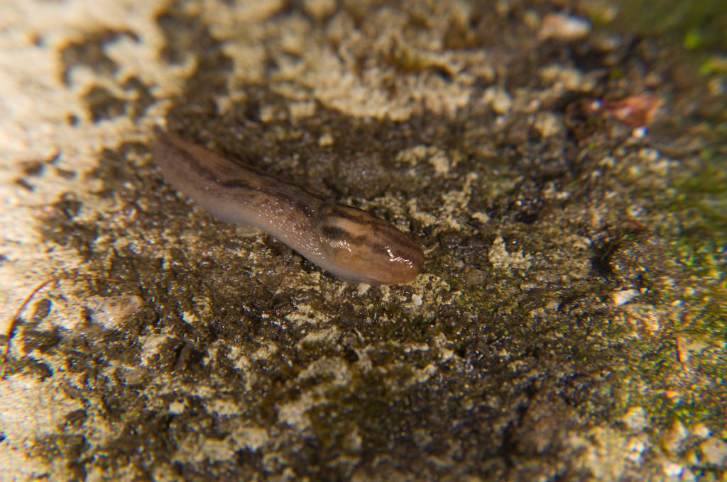 Mollusco da id