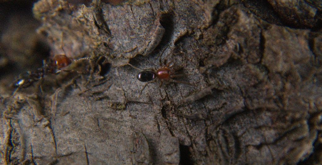 Ragno mirmecofilo? Forse, Phrurolithus sp. - Palermo
