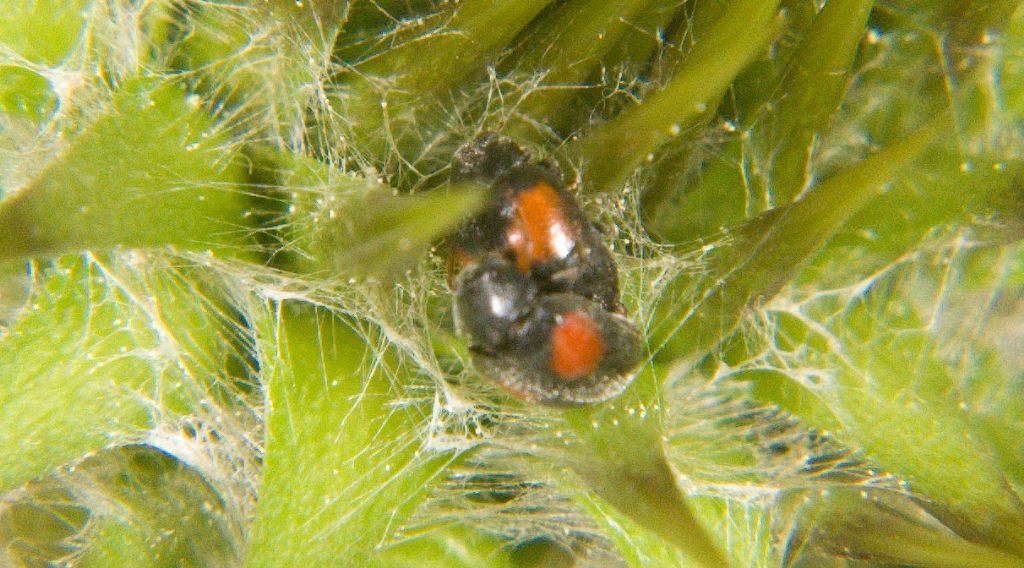 Coccinellidae