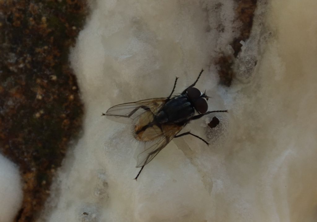 Musca sp.