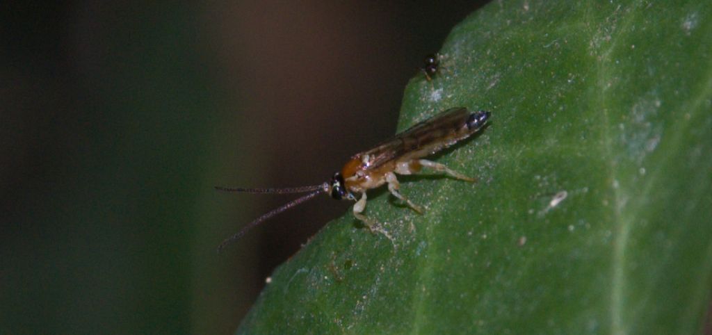 Imenottero da ID