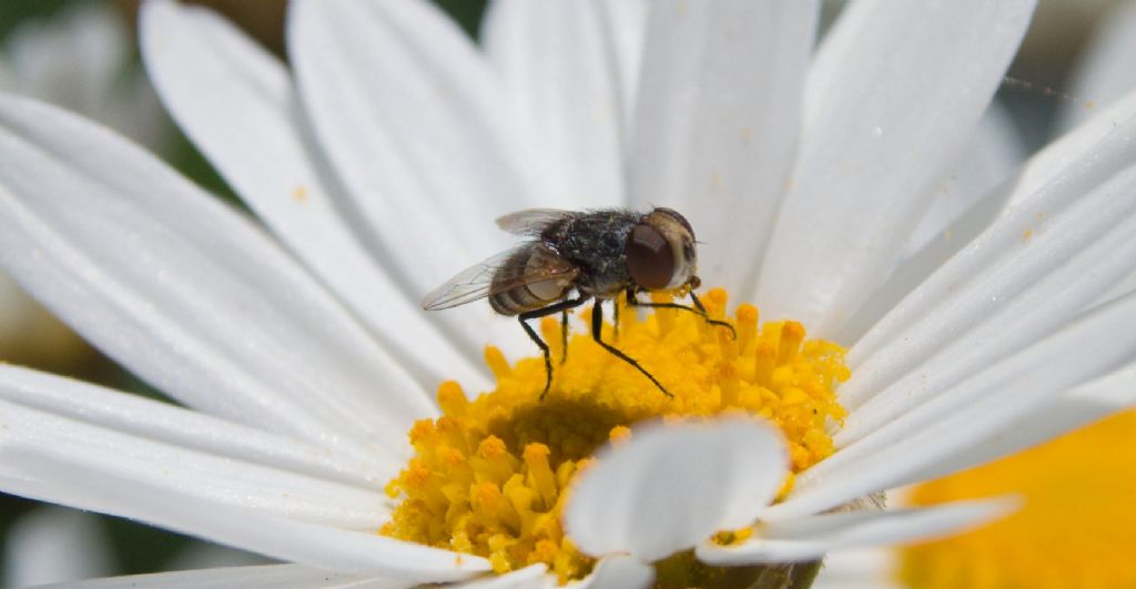 Miltogramma sp. (Sarcophagidae)